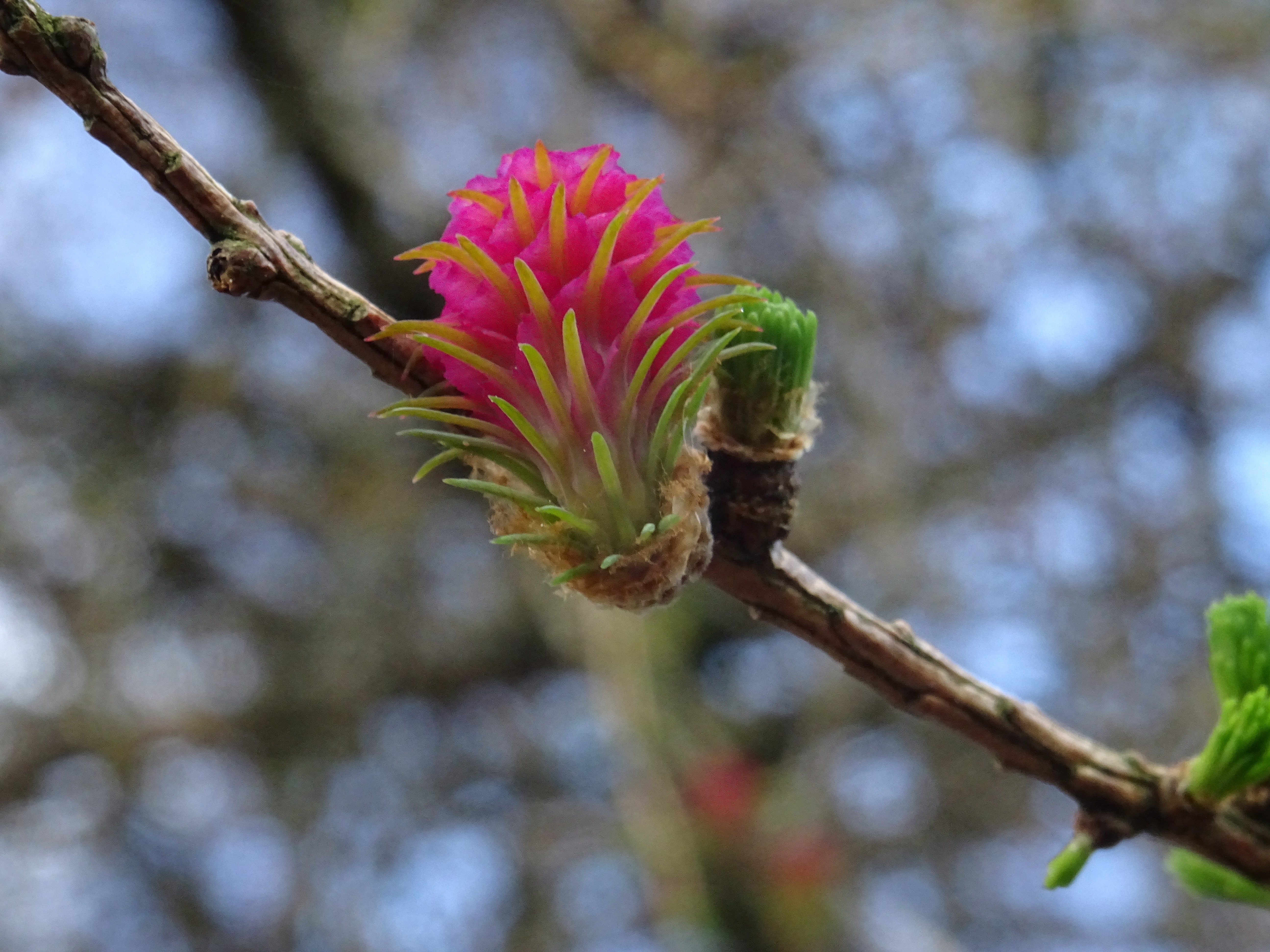 pine bud