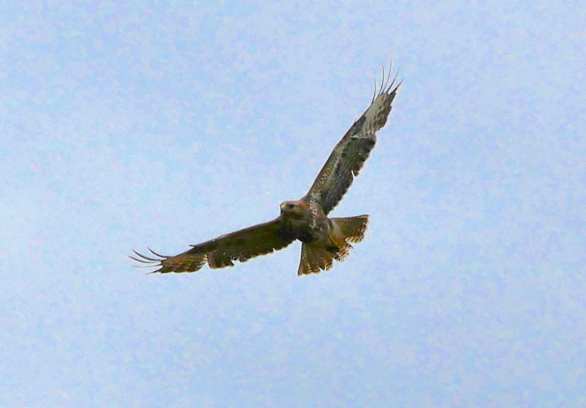 buzzard