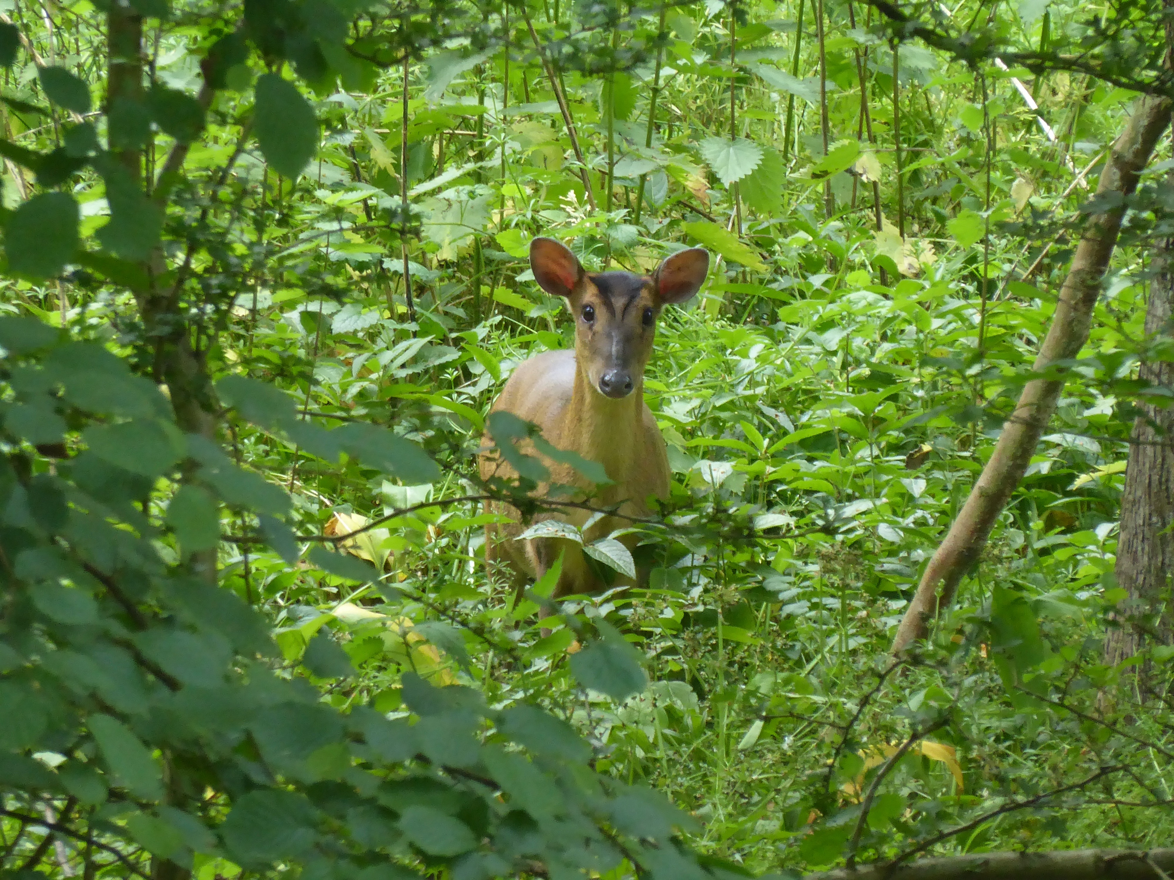 muntjac