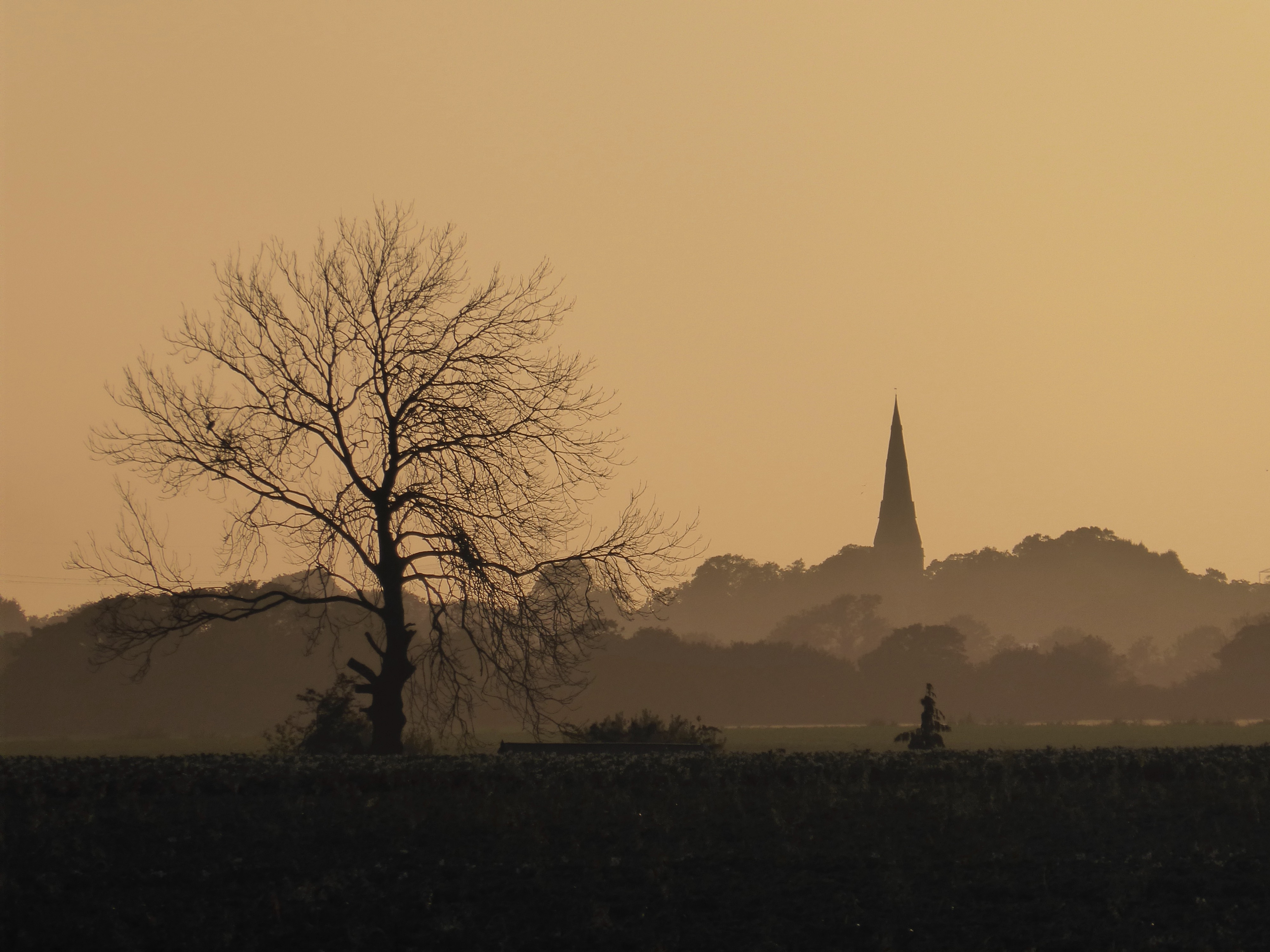 tree and church